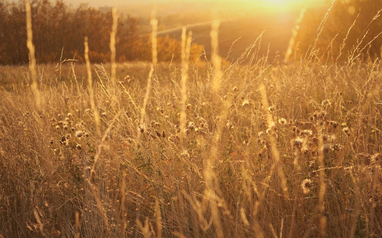 Short Grass, Tall Grass
